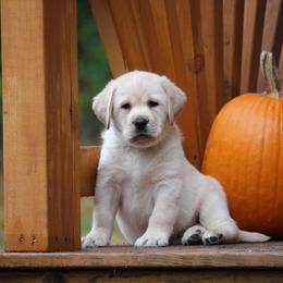 Labrador Retriever Puppies from Pure Joy Labradors