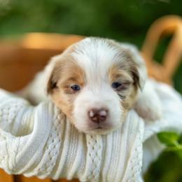 Lasagna - Red merle female Miniature Australian Shepherd puppy in Fort Collins, Colorado from Basil’s Sweet Creatures
