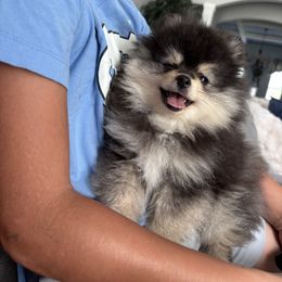 Black and tan - Black and tan male Pomeranian puppy in Fayetteville, North Carolina from Tar-heel Poms