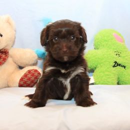 AKC Male 7 - Chocolate male Havanese puppy in South Carolina from Premier Havanese Dogs