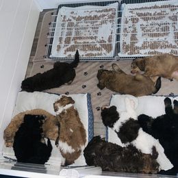 Bernedoodle Puppies from Bells Bernedoodles