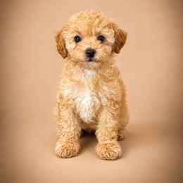 Kai - Red  male Poodle puppy in Wharton, Texas from In the Red Poodles