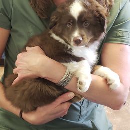 Australian Shepherd Puppies from Crazy 8 Aussies