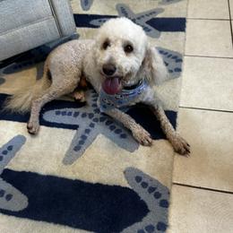 Solomon - Goldendoodle