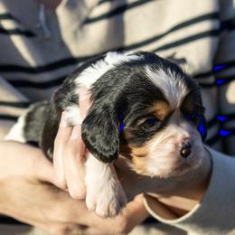 Nicely-Nicely Johnson - Tri-color male Cavalier King Charles Spaniel puppy in Chico, California from Valley Cavaliers