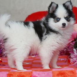 Meeka blue eyed girl - Black and white female Pomsky puppy in Frazeysburg, Ohio from Mountain High Kennels