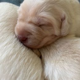Brutus - Yellow male Labrador Retriever puppy in Anna, Texas from Gathering Branch Labradors