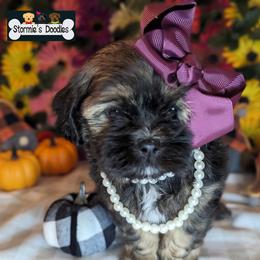 Goldendoodle and Shihpoo Puppies from Bellady's Shihpoos