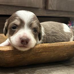 Clover - Piebald male Dachshund puppy in Dobson, North Carolina from Oakleys Dachshund Haven