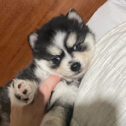 Kate MICRO - Gray and white female Pomsky puppy in Apple Creek, Ohio from Kathryn Troyer