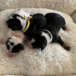 Bernedoodles and Goldendoodles from Farmer Doodles