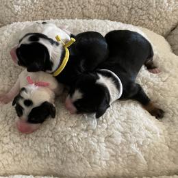 Bernedoodles and Goldendoodles from Farmer Doodles