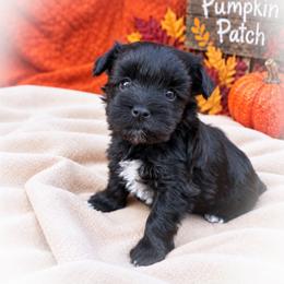 Carmello - Black male Miniature Schnauzer puppy in Dorr, Michigan from Enchanted Paws