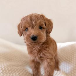 Male 1 - Red  male Goldendoodle puppy in Modesto, California from Central Valley Canine Companions