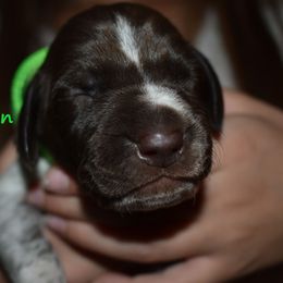Boy 4-lime green - Liver and white male German Shorthaired Pointer puppy in Riverdale, Michigan from Ninemire Farm