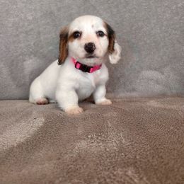 Dachshund Puppies from Krazy Acre Farm