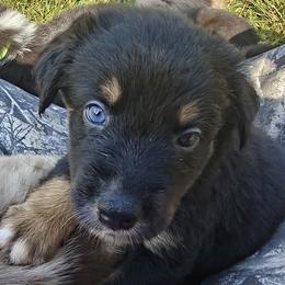 Australian Shepherd Puppies from Red Five Kennels
