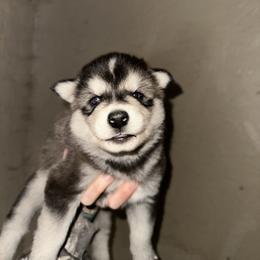 Boy 1 - Agouti and white male Siberian Husky puppy in Iron River, Wisconsin from Wiemeri Siberians