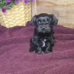 Jet - Parti male Yorkshire Terrier puppy in Mountain Grove, Missouri from Precious Puppies