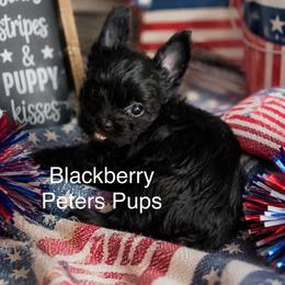 AKC BlackBerry - Black and tan female Yorkshire Terrier puppy in Hertford, North Carolina from Peters Pups AKC Yorkshire Terriers
