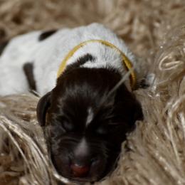 Roxi- Yellow Collar - Brown and gray female Wirehaired Pointing Griffon puppy in Menan, Idaho from Star•CH Wirehaired Pointing Griffons