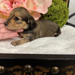 Girl 2 (shaded cream) - Cream female Dachshund puppy in Collins, Georgia from Liberty Longhair Dachshunds