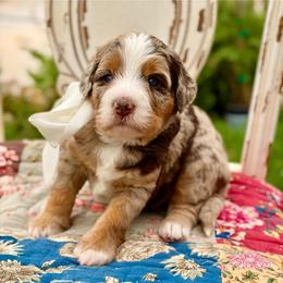 Acorn - Chocolate merle male Bernedoodle puppy in Mapleton, Utah from Natural Doodle Life