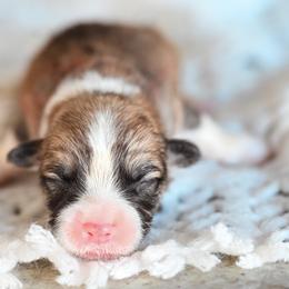 Red collar - Fawn male Pembroke Welsh Corgi puppy in Mona, Utah from Sorensen Corgis