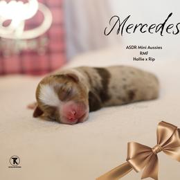 Mercedes- RMF2 - Red merle female Miniature Australian Shepherd puppy in Nacogdoches, Texas from TK Standard, Mini, & Toy Aussies