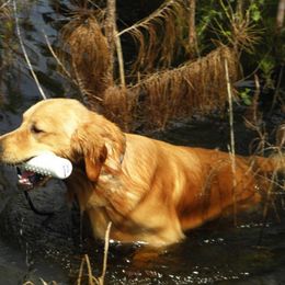 Golden Retriever All Grown Up from Suthern Gold Golden Retrievers