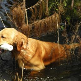 Golden Retriever All Grown Up from Suthern Gold Golden Retrievers