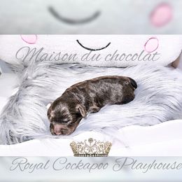 Cockapoo Puppies from Royal Cockapoo Playhouse