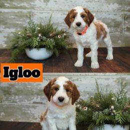 Bernedoodle and Goldendoodle Puppies from Dolly's Doodles