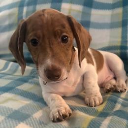 Dachshund Puppies from Treasure Valley Dachshunds