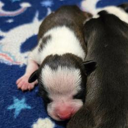 Riot - Red brindle female American Staffordshire Terrier puppy in Clintwood, Virginia from SkyBlue Kennel