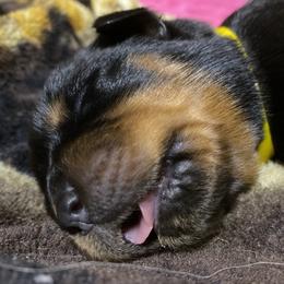Yellow collar - Black and mahogany female Rottweiler puppy in Linthicum, Maryland from Of The Saints Rottweilers