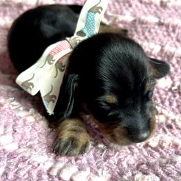 Espresso AKC - Black and tan female Dachshund puppy in Hendersonville, North Carolina from Snarky Doxy Miniature Dachshunds