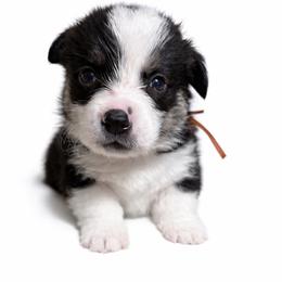 White collar - Black and tan male Pembroke Welsh Corgi puppy in Poulsbo, Washington from Central Valley kennel