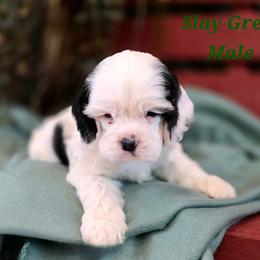 Green collar male - Black and white male Cocker Spaniel puppy in Bonsall, California from CuttinBlue Farms