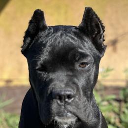 Basset Hounds and Cane Corso from Hill Top Basset Hounds & Cane Corso