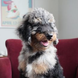 Louis - Blue merle male Bernedoodle puppy in Folsom, Louisiana from DoodlesFarmCo