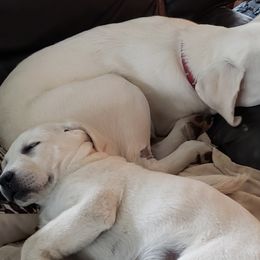 Labrador Retrievers from South Sound Labradors