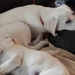 Labrador Retrievers from South Sound Labradors