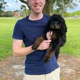 Aussiedoodle, Bernedoodle, Double Doodle, and Goldendoodle Puppies from Dandy Doodle Ranch