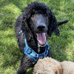 Bernedoodles and Poodles from Salty Standards