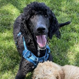 Bernedoodles and Poodles from Salty Standards