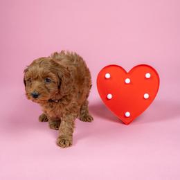 Pine - Apricot male Cavapoo puppy in Payson, Utah from Country Sky Doodles