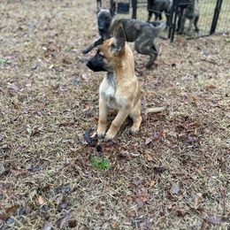 xDutch Shepherd Puppies from Crystal Coast Canines
