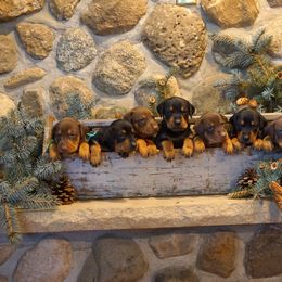 Doberman Pinscher Puppies from Laurel Vail