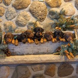 Doberman Pinscher Puppies from Laurel Vail